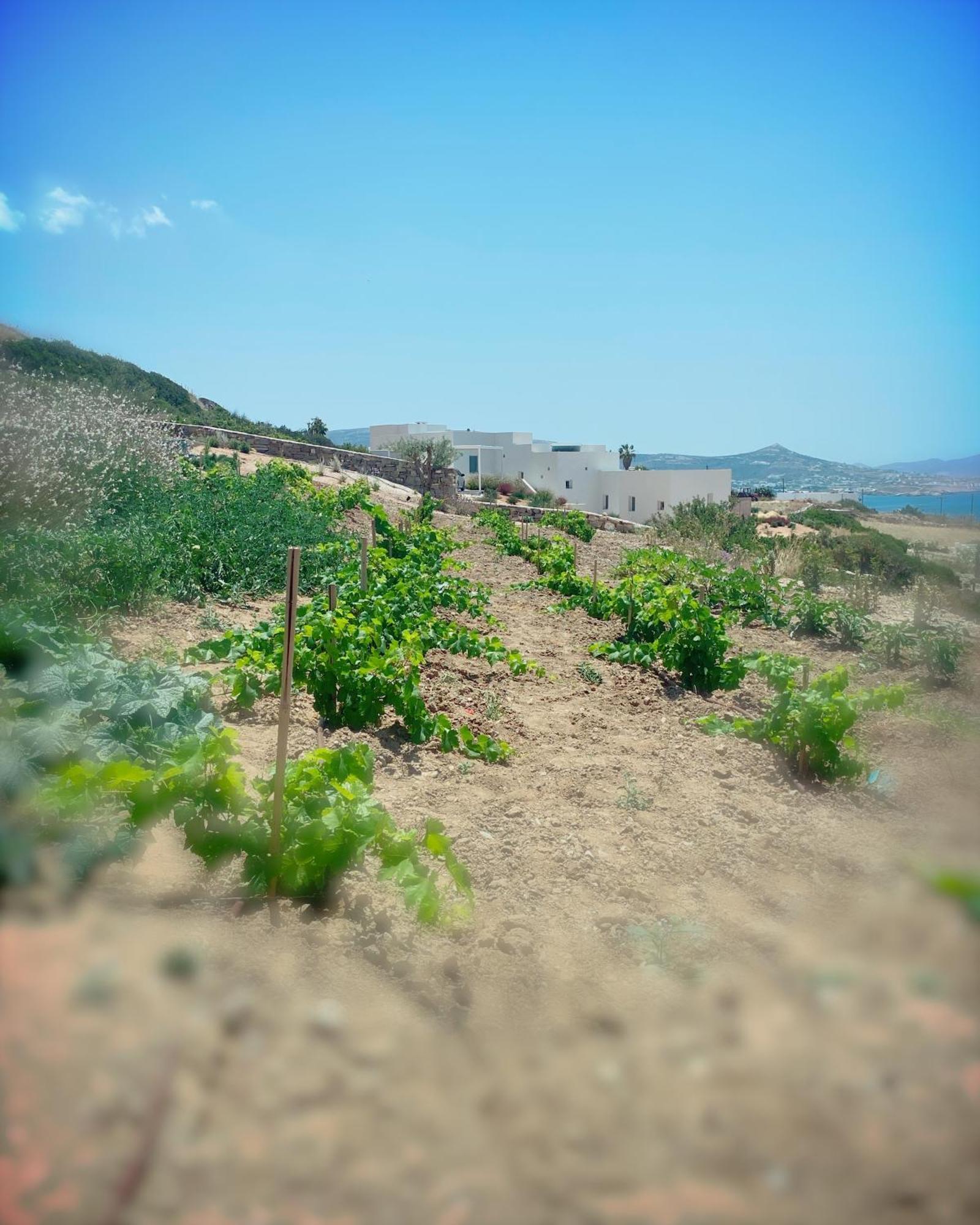 Olithos Villas Krotiri 외부 사진